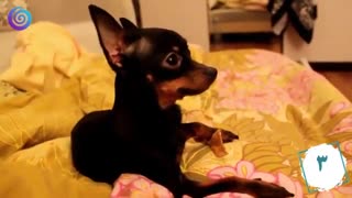 10تا از کوچکترین نژادهای سگ در دنیا