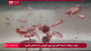 نحوه نگهداری از ماهی زینتی بتا از مرحله اول تا زمان رشد کامل