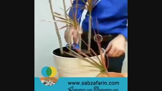 آموزش تکثیر دراسنا