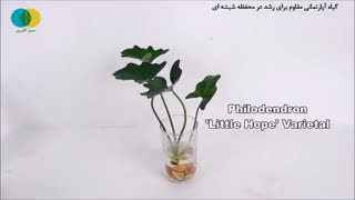 گیاهان آپارتمانی مقاوم  برای رشد در محفظه ی شیشه ای