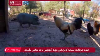 آموزش پرورش مرغ بومی در باغچه و حیاط منزلتان