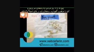 چطور خودمون بادمجان بکاریم؟