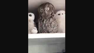 بچه ها اگه حوصلتون سریده شرکت کنید^-^
