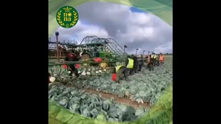 برداشت مکانیزه صیفی جات