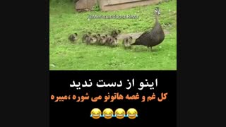 کلیپ خنده دار