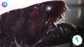 ترسناکترین موجودات دریایی