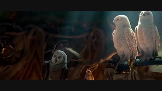 سینمایی  افسانه نگهبانان - Legend Of The Guardians