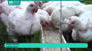 کنترل چینه دان جوجه های گوشتی _ پرورش مرغ