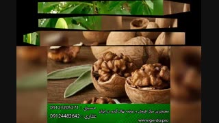 انواع نهال گردو و خرید نهال گردو چندلر