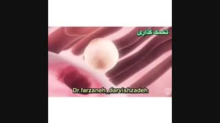انیمیشن تخمک گذاری