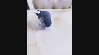 کلیپ باحال و دیدنی (این داستان طوطی شیطون)