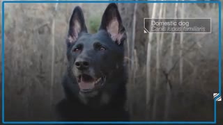 سگهایی که کرونا تشخیص می دهند!