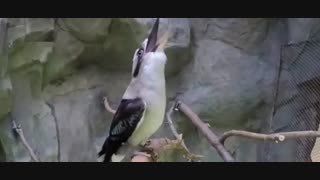 شیوه صحیح غرغره کردن