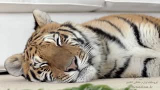 تیزر تبلیغاتی جالب از جاروبرقی بوش!