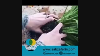 تکثیر اسپاتی فیلوم