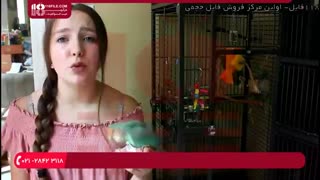 آموزش تربیت طوطی در زمانی که تنهاست