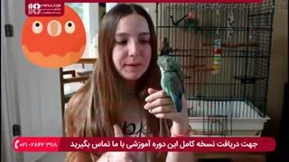 آموزش نکات حیاتی در بزرگ کردن طوطی