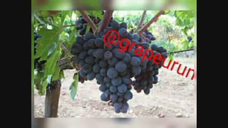 نهالستان تخصصی انگور پاشازاده