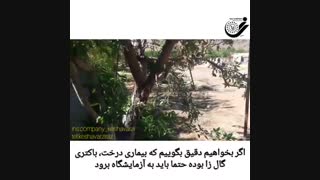 بیماری گال