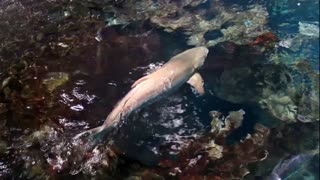 حقایقی در مورد ماهی سوکلا (Cobia)
