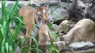 ته بیوم و موگونگ ، خواهر و برادر ببرهای کره ای!(ببر ما... ببر اونا!)