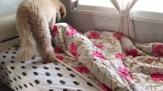 سگش چقدر بزرگه!(رفتار سگ هر روز صبح)