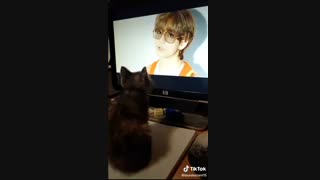 ای خدا بیا گربه آرمی پیدا کردم