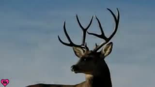 معنای نمادهایی که سرخپوست ها به کار می برند