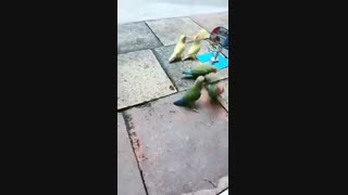 لیگ بسکتبال پرندگان