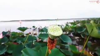 سفر به گیلان زیبا