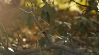 روی بالینم بیا تا اندکی بهتر شوم - شعر و دکلمه : احمد محمود امپراطور