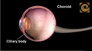 فیلم بسیار جالب از عمکرد چشم انسان