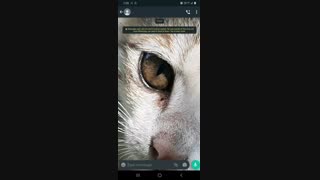 قابلیت جدید واتساپ حتما ببینید