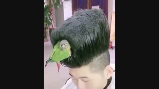 مدل موی سر جدید ( مدل قفس پرنده ؟؟؟؟!!!!!!!