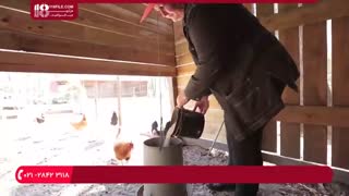 آموزش پرورش مرغ محلی در منزل