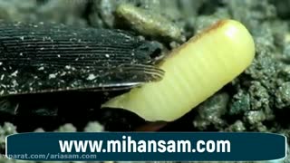 تولید مثل سوسک ها چگونه است؟ | از بین بردن انواع سوسک