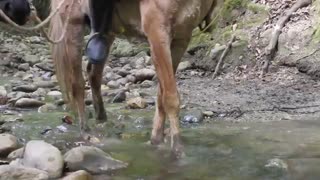 مزرعه سوارکاری پریدار