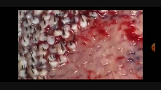 ۱۲۰ثانیه‌با‌مسیح»آموزش‌پیوندمو»قسمت‌ششم»پیوند