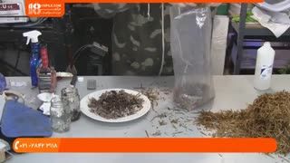 آموزش پرورش قارچ صدفی با تفاله قهوه