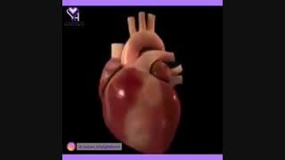 انیمیشنی درباره چگونگی باز و بسته شدن دریچه قلب