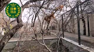 هرس زمستانه باغات - پروژه شهریار منطقه رضی آباد