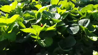 ویدیو پرورش توت فرنگی گلخانه ای