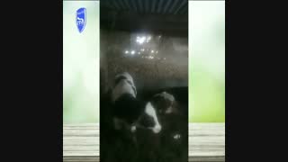 بهترین محصول خوراک دام چه برندیه؟ حتماً ببینید