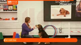 نکاتی مهم در مورد تربیت سگ خانگی ( تعلیم دست دادن )