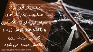 عنکبوت خطرناک بیوه سیاه | دفع انواع عنکبوت با سم خارجی