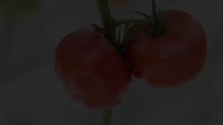 نمای نزدیک از گوجه فرنکی و فلفل دلمه ای آتاویتا در گلخانه شیشه ای ارس تارلا امیر