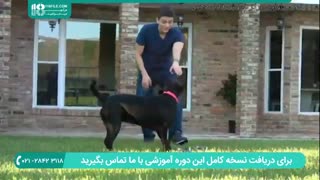 تربیت سگ ::: فن و فنون یا بو کردن اطراف برای ردگیری بو