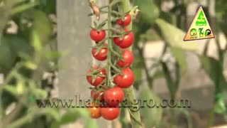 ارقام جدید بذر مریدیم سیدر گلخانه حاتم