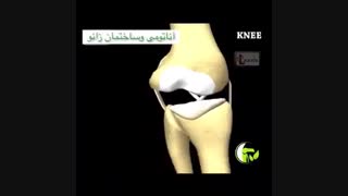 انیمیشن آناتومى و ساختمان زانو