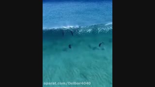 دکلمه غزل 286دیوان حافظ با صدای مریم اسفندیاری